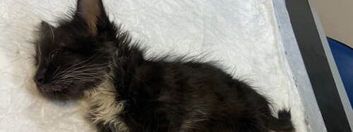«На обезболивающих, успокоительных, но все же реагирует!». История 500-граммового котенка с черепно-мозговой травмой, за жизнь которого борются лучшие нейрохирурги